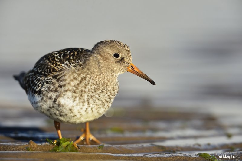 Paarse strandloper