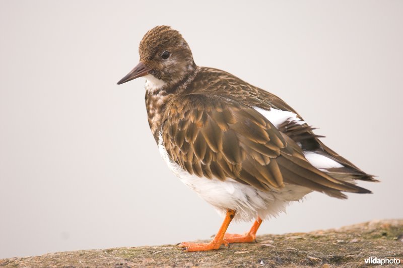 Steenlopertje