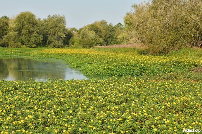 Waterteunisbloem