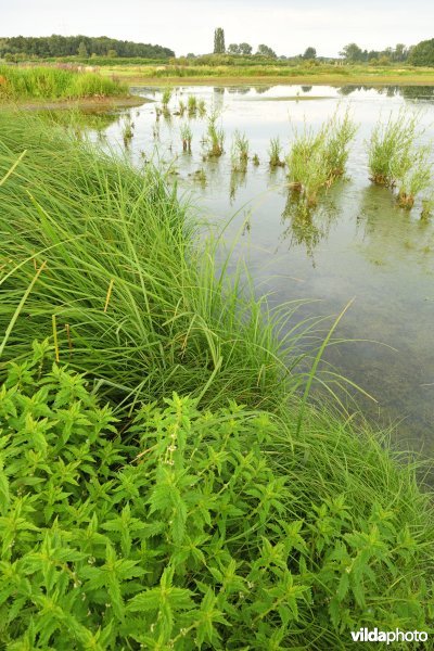 Wolfspoot in de Gentbrugse Meersen