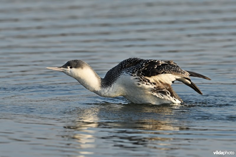 Roodkeelduiker in winterkleed