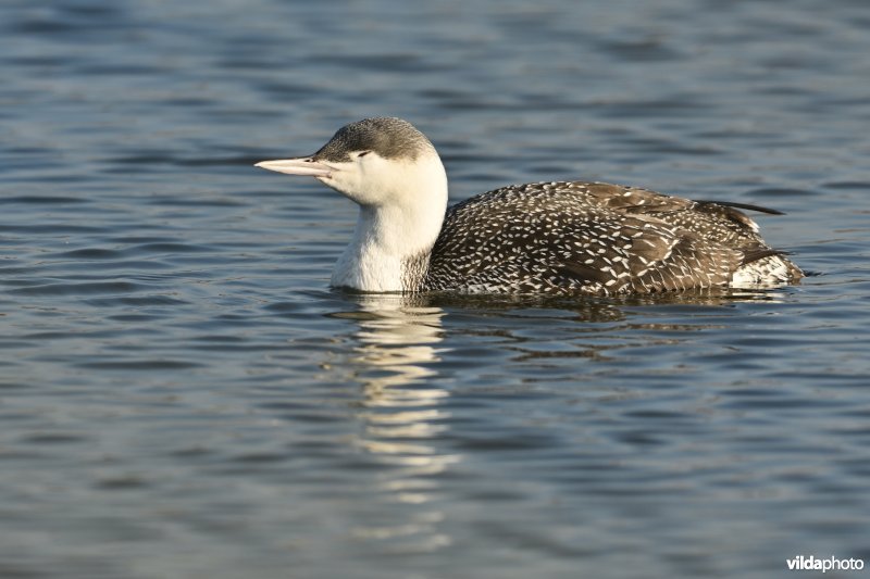 Roodkeelduiker in winterkleed