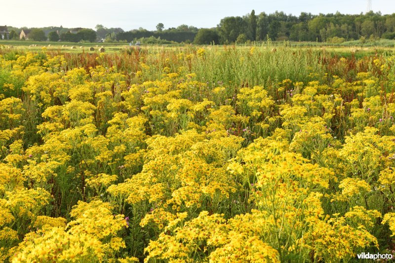 Jakobskruiskruid in de Gentbrugse Meersen