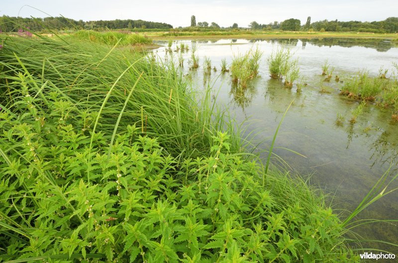 Wolfspoot in de Gentbrugse Meersen