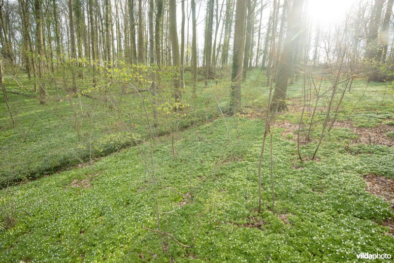 Bosanemonen in het Hasseltbos