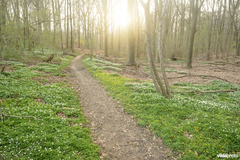 Bosanemonen in het Hasseltbos