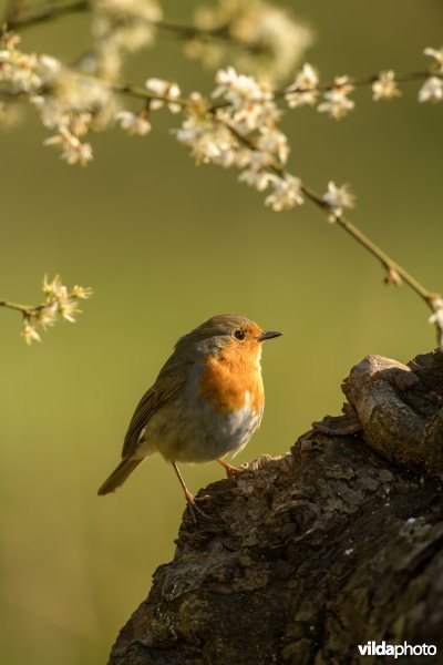 Roodborst