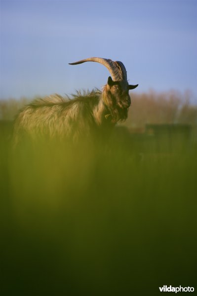 Bok van de Vlaamse Geit