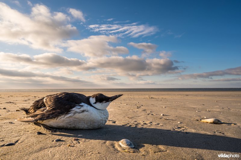 Aangespoelde zeekoet