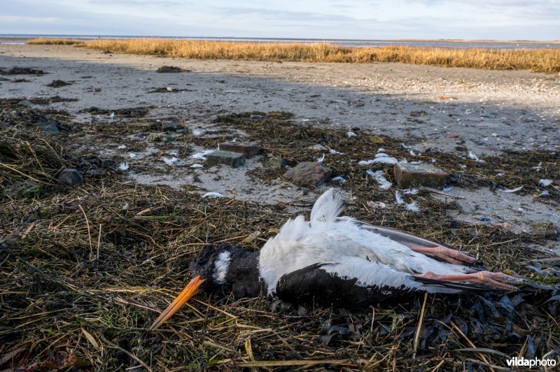 Dode Scholekster aan de rand van de waddenzee