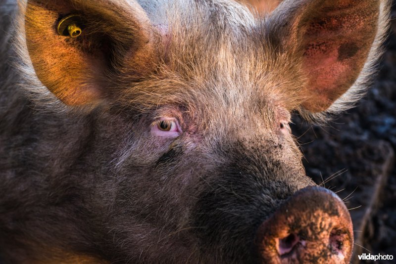 Biologisch gehouden Varken