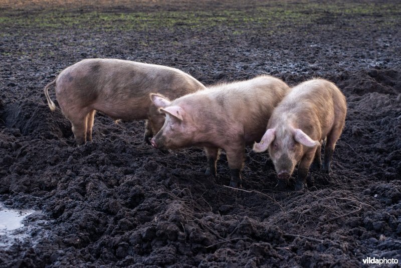 Biologisch gehouden Varken