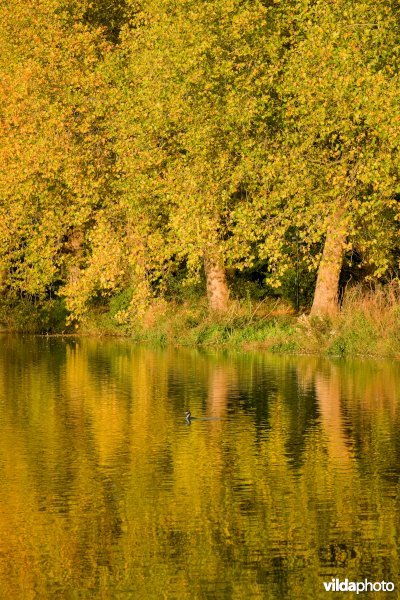 Herfstkleuren