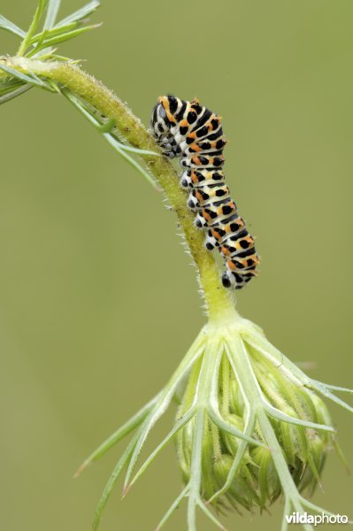 Rups van Koninginnepage op wilde peen