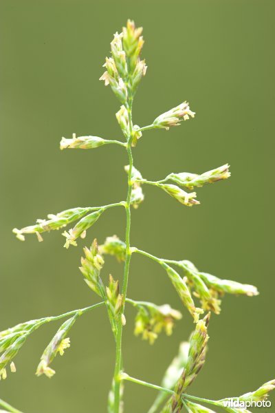 Blauw kweldergras