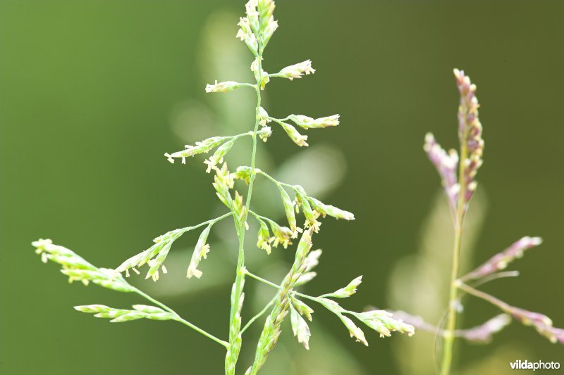 Blauw kweldergras