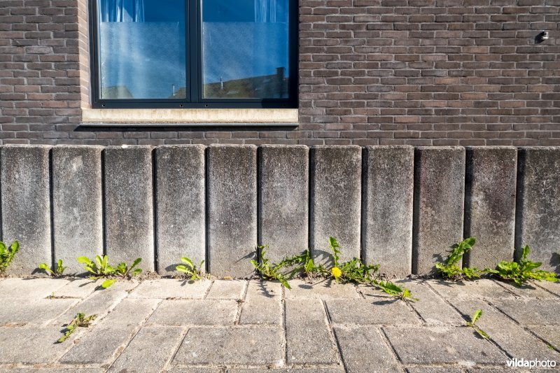 Wilde bloemen tussen de voegen van de stoep