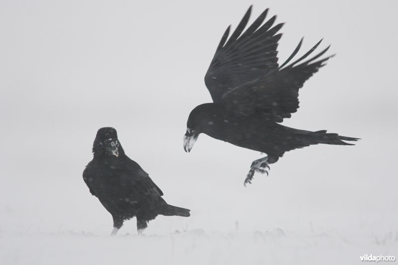 Raven in de sneeuw