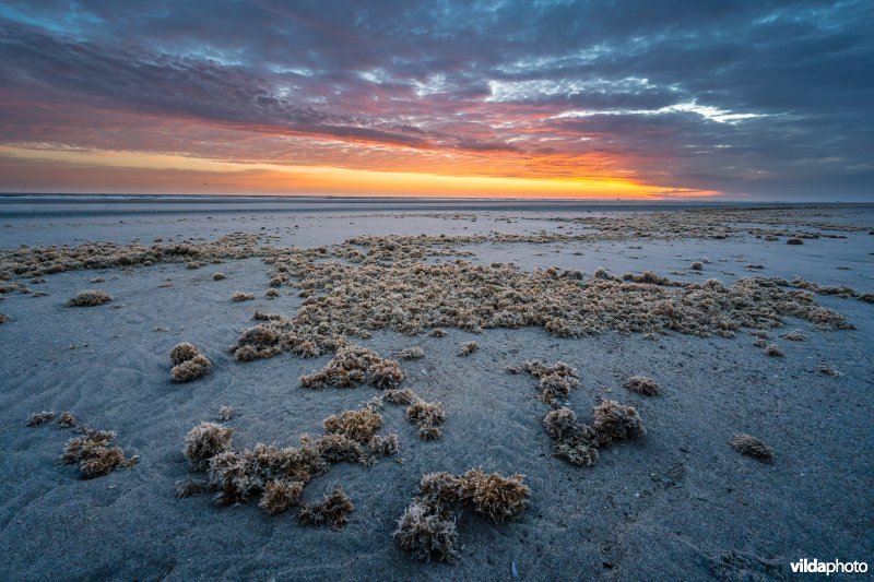 Noordzeestrand van Terschelling