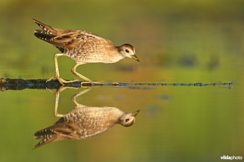 Klein waterhoen
