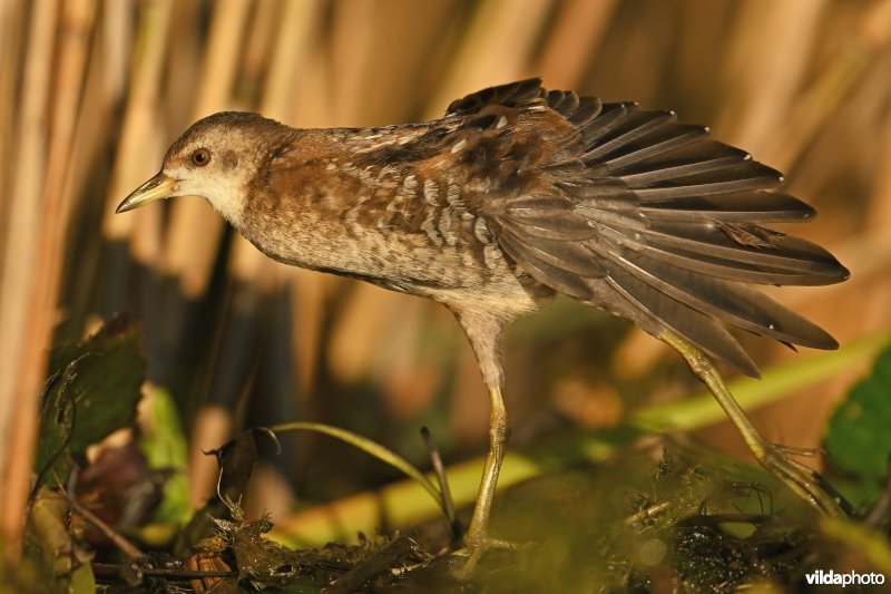 Klein waterhoen