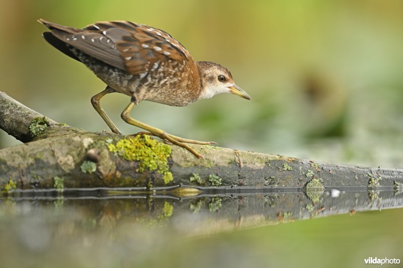 Klein waterhoen