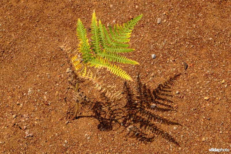 El cepo, La Gomera, Spanje