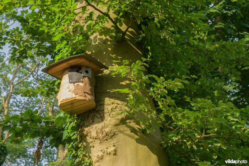 Nestkast voor mezen