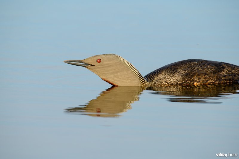 Roodkeelduiker