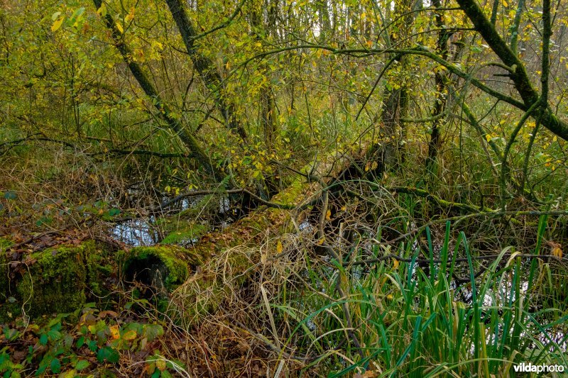 Omgevallen boom in broekbos