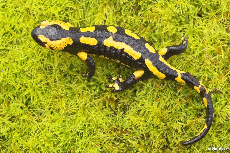 Vuursalamander