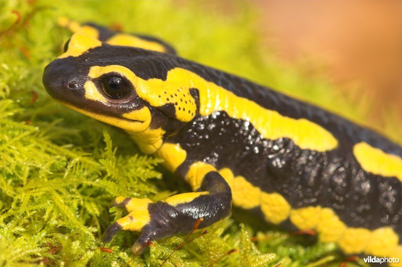 Vuursalamander