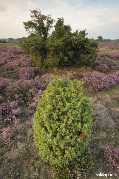 Bloeiende heide op het Kootwijkerzand met jeneverbes en jonge jeneverbesstruik.