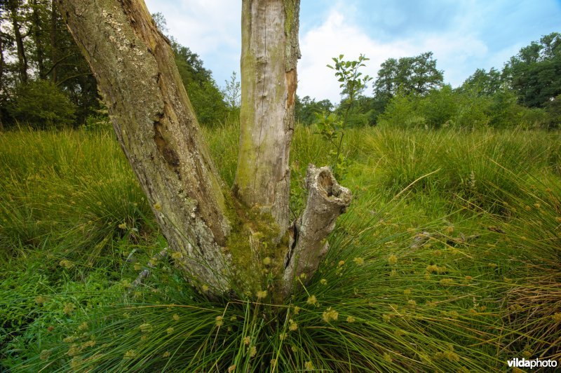 Pitrus aan de voet van stammen van een dode els in het Beekbergerwoud