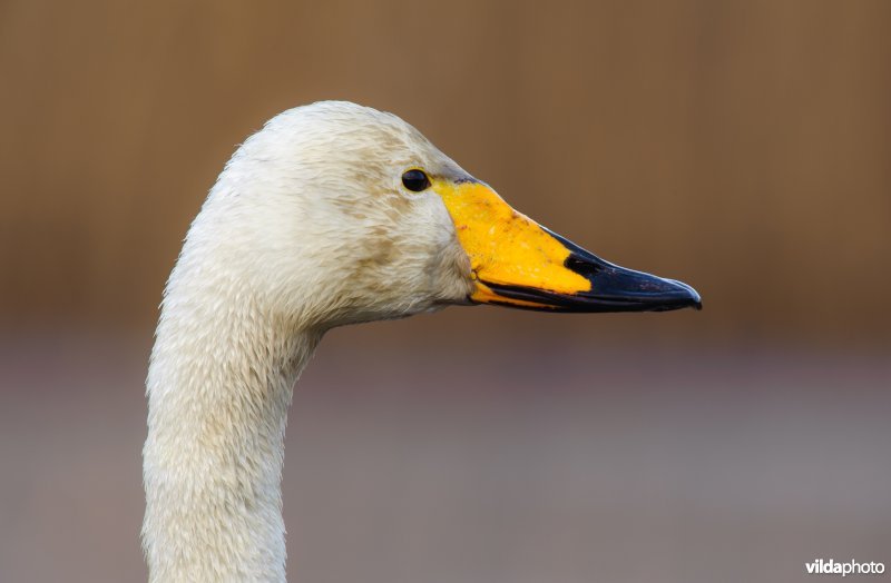 Wilde zwaan langs een rietkant op bevroren water