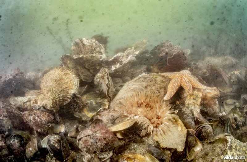 Oesterbank met Gewone of Platte oester