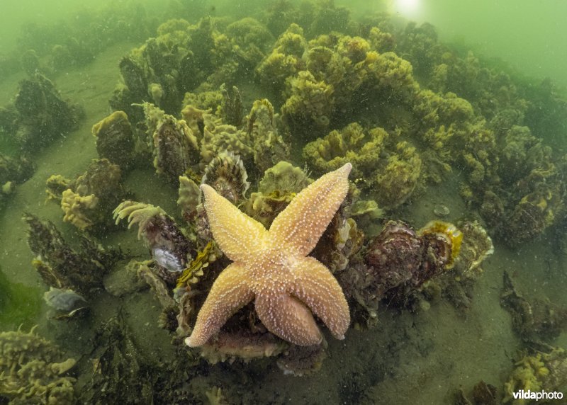 Oesterbank met Japanse oester en gewone zeester