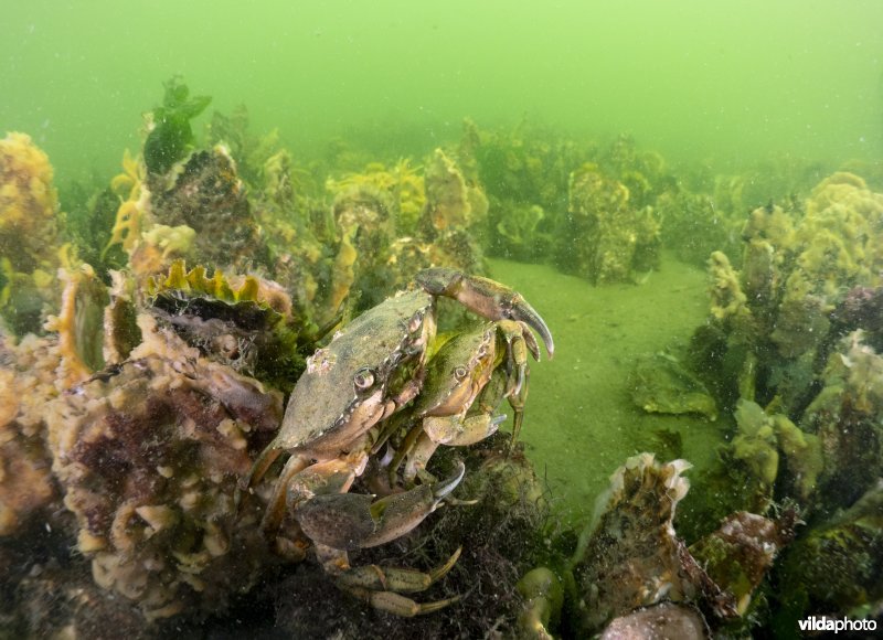 Oesterbank met Japanse oester en strandkrabben