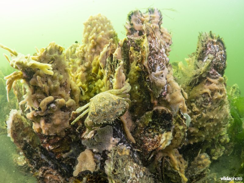 Oesterbank met Japanse oester en Gewone strandkrab