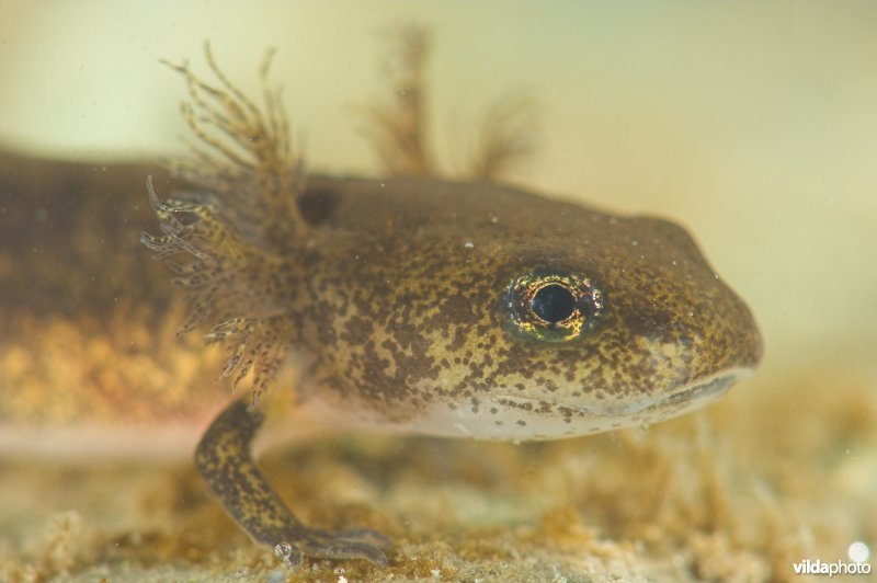 Larve van vuursalamander