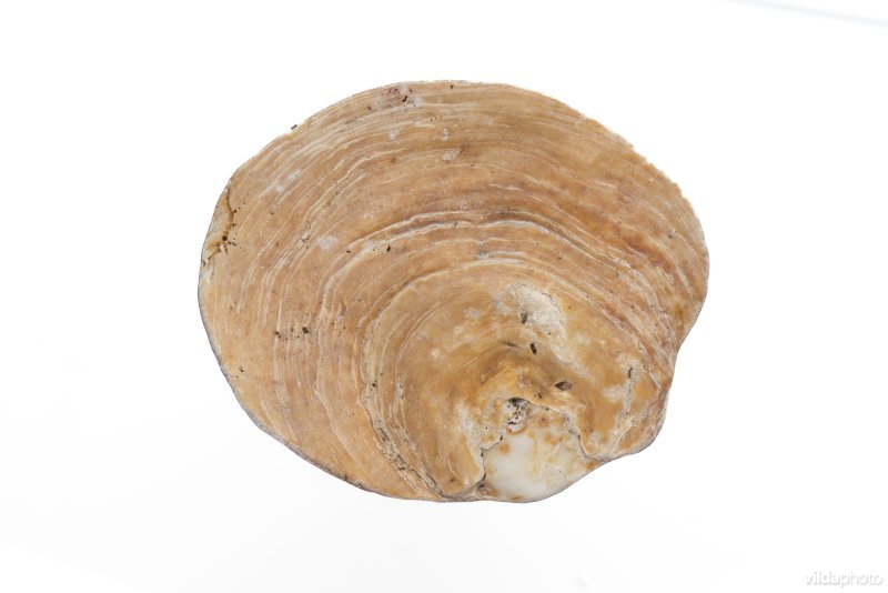 Fossiele platte oester