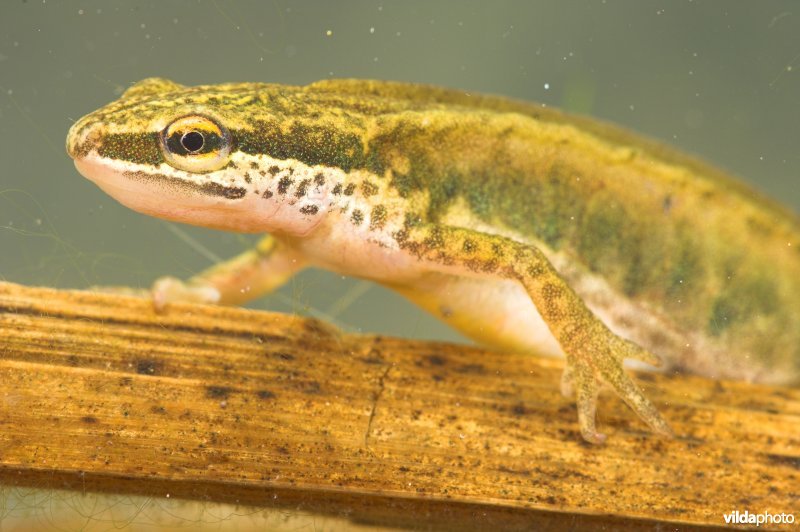 Vinpootsalamander