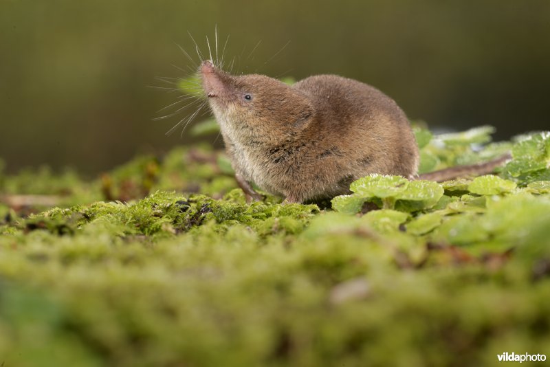 Bosspitsmuis