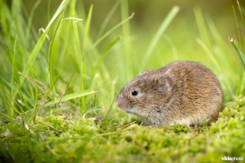 Aardmuis