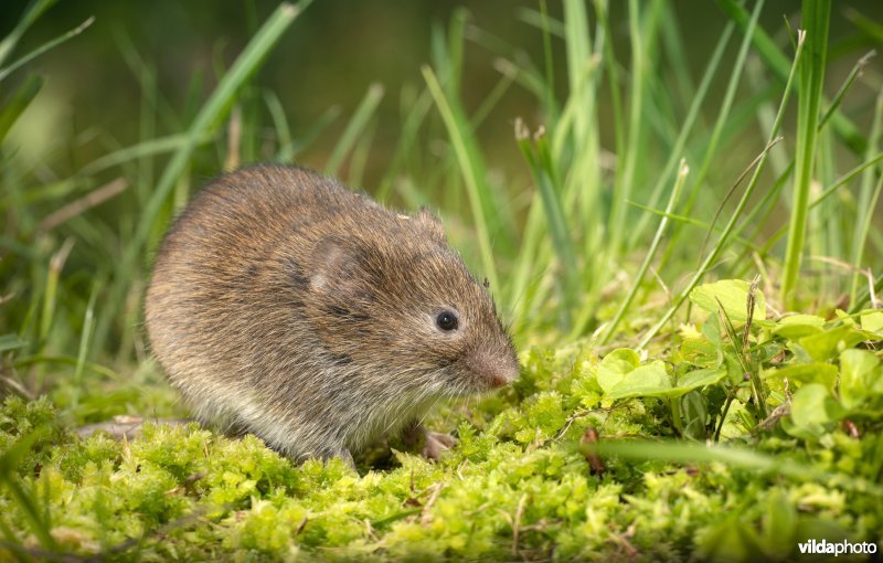 Aardmuis