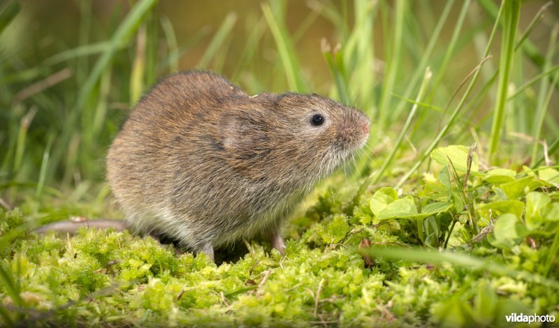 Aardmuis
