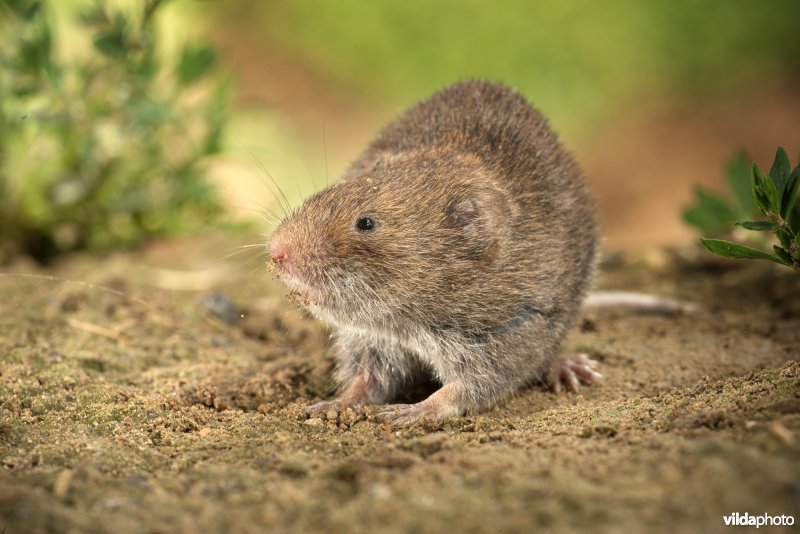 Ondergrondse woelmuis