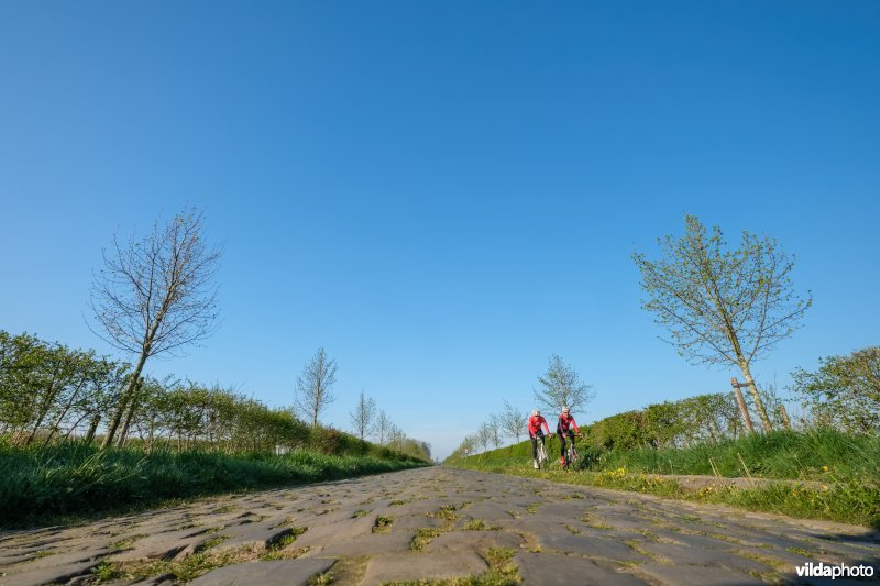 Gemengde haag met solitairen