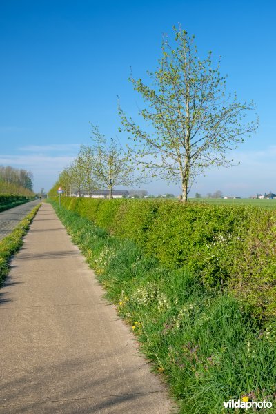 Gemengde haag met solitairen