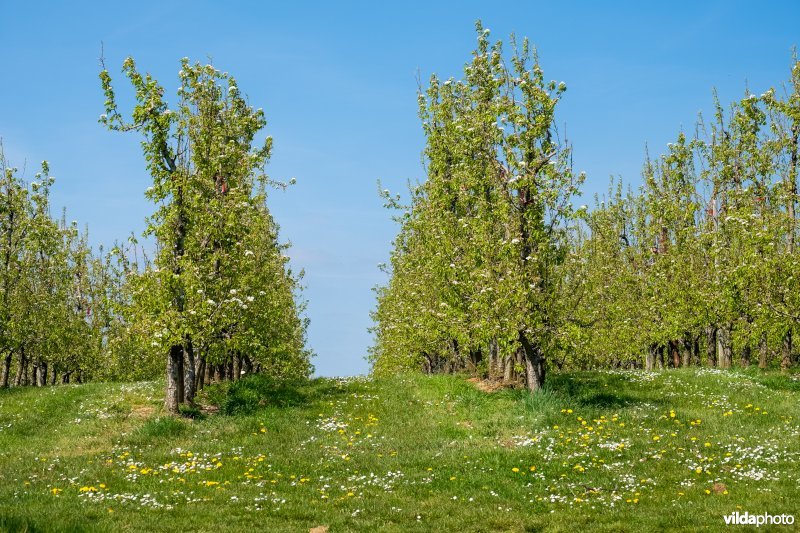 Gefaseerd maaibeheer